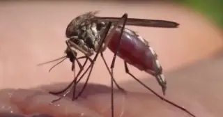 Tampa Bay dengue outbreak hits 259 cases as officials launch aggressive mosquito control