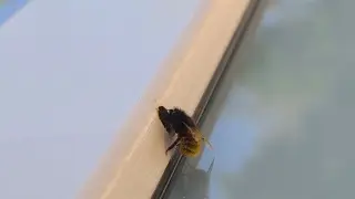 Mud-packed screw holes reveal a bee nursery in a homeowner’s door