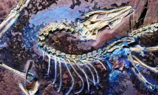 Tiny Archaeopteryx Reveals Soft-Tissue Feats That Confirm An Ancient Flight
