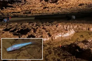 Eyeless 'Demon Cavefish' Found in Alabama Cave Beneath Army Base