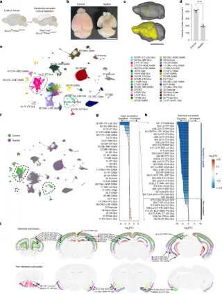 Human cortical organoids form integrated xenocortex in mice