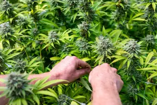 DEA and FDA Push to Reschedule Marijuana, Emphasizing Medical Use and Lower Harms