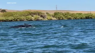 Inland Encounter: Humpback Whale Spotted Up the Sacramento River Near Rio Vista