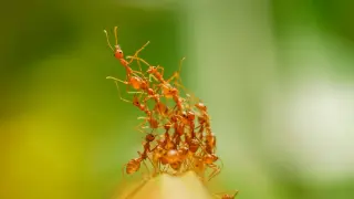 Ant Bursts Reveal Leaderless Synchronization in Colonies