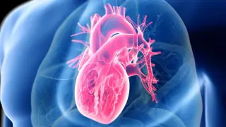 Food Quality Trumps Macros for Heart Health, Large Study Finds