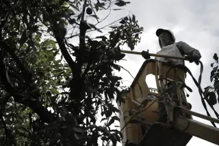 US halts Michoacán avocado flow amid security alert