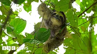 Orlando's Sloth World loses 31 sloths before debut