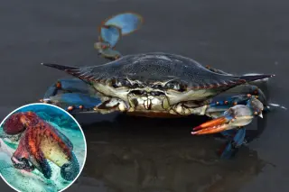 Italy Deploys 130,000 Baby Octopuses to Battle Invasive Blue Crabs