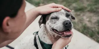 Petting dogs may not calm stress immediately, but it prepares the body for future challenges