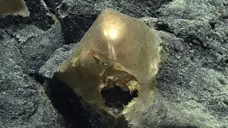 Deep-Sea Golden Orb Turns Out to Be Anemone Skin Left Behind by Relicanthus daphneae