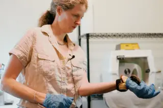 Bat Secrets for Cancer and Longevity Could Help Humans
