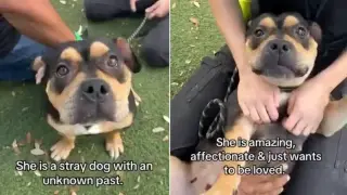 Shelter Pup Susan Defies Scary Stereotypes When She Leaves the Kennel