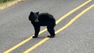Bear euthanized in Eugene after lethargic behavior; rabies test negative