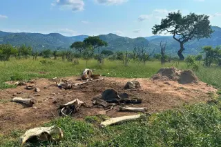 Elephant Carcasses in Kruger National Park Reshape Savanna Ecosystems for Over Eight Years