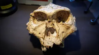 Taxonomy rethink: expand Homo to include early cousins in human evolution