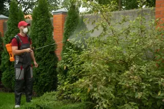 Backyard Sprays May Be Breeding Insecticide-Resistant Mosquitoes in North Carolina