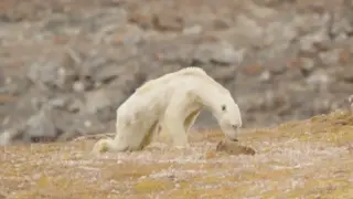 The Polar Bear Icon: When a Viral Photo Shaped Climate News