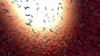 Sweeteners can disrupt gut bacteria, especially when paired with medications
