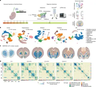 New Atlas Maps Clonal Origins of Mouse Forebrain Cell Types