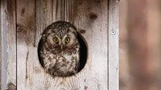 A Natural Tick Solution: Attract Owls with an Amazon Nest Box