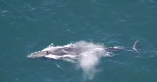 Fin Whale Carcass Spoils Bow of Seward Cruise Ship