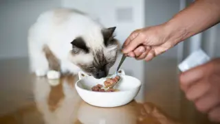 New Study Reveals Pervasive Heavy Metals and Plastics in Top Cat Foods