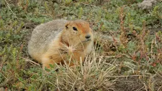 Ice-Age DNA Vault: Arctic Squirrel Poop Reveals Mammoths, Bison and More