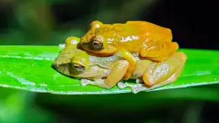 Milpe Rain Frog Emerges as Its Own Species After Decades Of Taxonomic Mix-Ups
