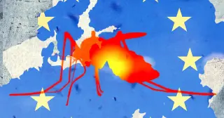 Climate-driven Mosquito Invasion Sparks Dengue and Chikungunya Spread Across Europe