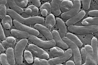 Florida logs fourth Vibrio death tied to raw oysters