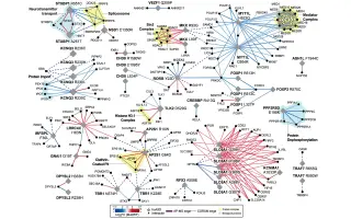 Protein Map of Autism Genes Points to Broad Treatment Targets