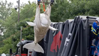 Beluga relocation begins as 30 whales leave shuttered Marineland for new homes