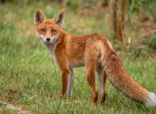 Rockville Warns of Rabid Fox Attacks on Person and Pets