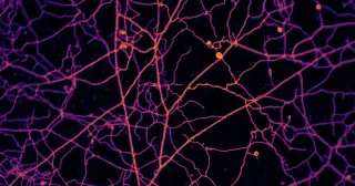 Earth's Hidden Fungal Webs Stretch 68 Quadrillion Miles