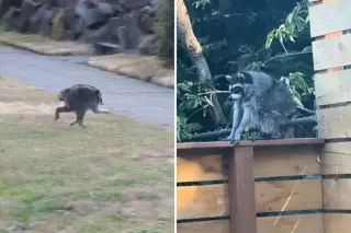 Could Seattle’s viral Jimothy have raccoon cousins in Ballard?
