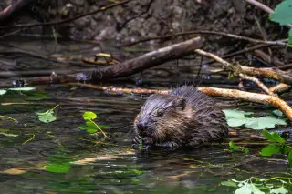 MD weighs reopening Hunting Creek Lake after rabid beaver attacks