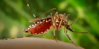 Dengue Mosquitoes Reach Florida as Outbreaks Expand
