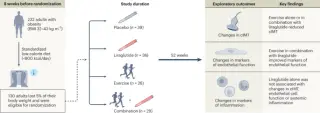 Exercise amplifies cardiovascular gains from GLP-1 therapy beyond weight loss