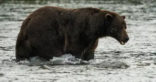 Katmai's Hefty Contenders Vie for Fat Bear Week Crown