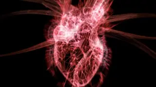 From womb to heart: reproductive history signals women's cardiovascular risk