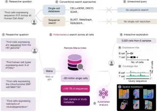 Malva: a rapid, reference-free search engine for single-cell sequence data