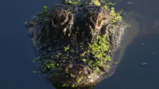 Florida endures a deadly spate of alligator attacks