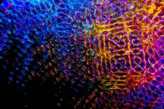Dying-Brain Gamma Burst Sparks Debate on Near-Death Imagery