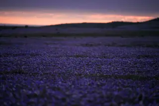 El Niño rains trigger massive spring bloom in Chile's Atacama Desert