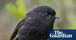 Black Robin Crowned NZ Bird of the Year After Remarkable Recovery