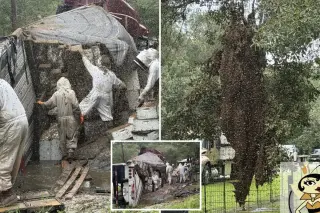 2 Million Bees Escape After Texas Beehive Truck Crash