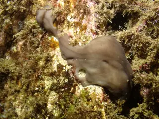 Moveable, cloning sponge could jumpstart degraded harbours