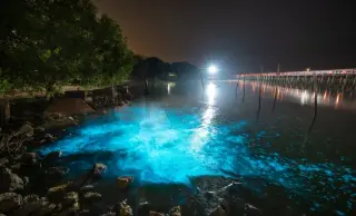 On-Demand Bioluminescent Algae Could Light Robots and Rooms