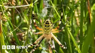 Chester Zoo Confirms First Wasp Spider Sighting in North West England