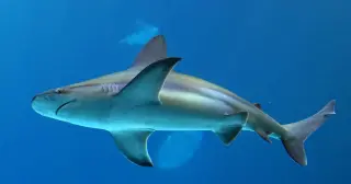Sharks go solo: first confirmed parthenogenesis in cartilaginous fish